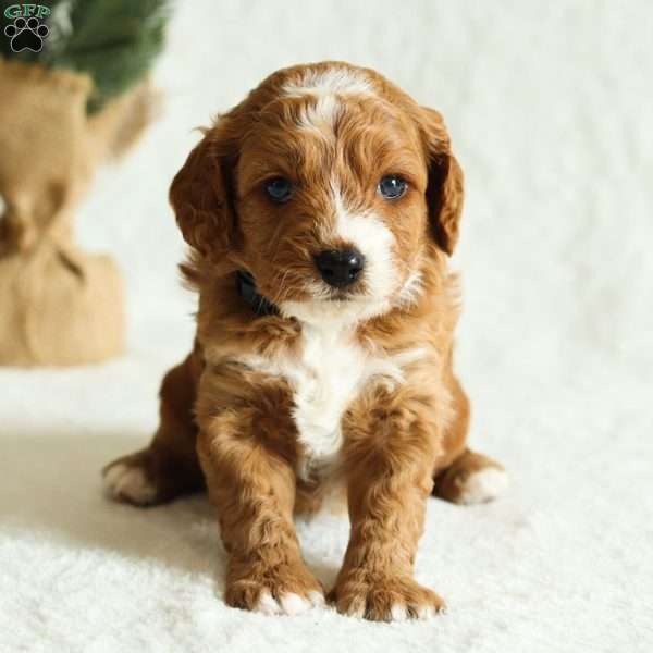 Dexter F1B, Cavapoo Puppy